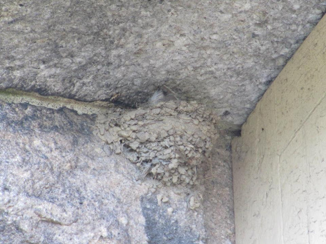 barn swallow, barn swallow nest, barn swallow nesting