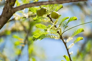 what is amla (indian gooseberry) use, side effects and dose