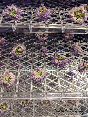 Chive blossoms on dehydrator trays