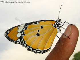 Milkweed butterfly