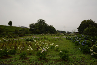 荻窪公園の紫陽花2014_1