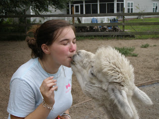 Bumpers kissing buddy the alpaca