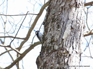 Downy Woodpecker