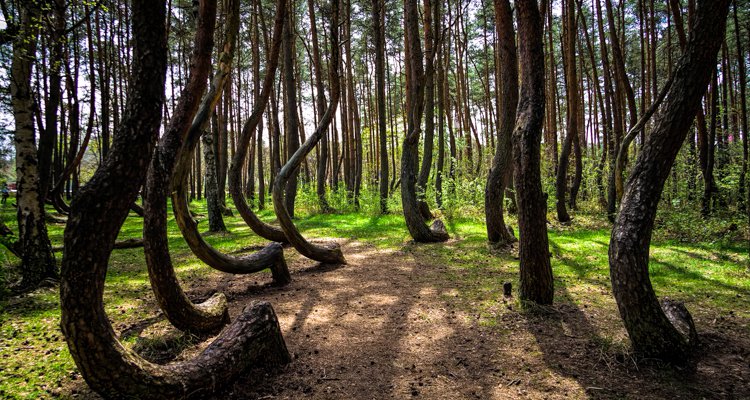  Crooked Forest dan Keindahan yang Misterius