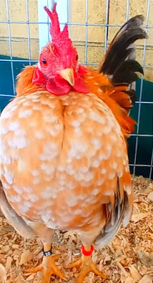 Gallos y gallinas serama en concurso de avicultura