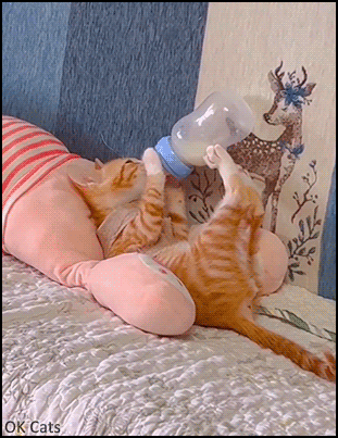 Cute Kitten GIF • Kittens are evolving, they drink from bottles like human babies! Aww, so cute position! [ok-cats.com]