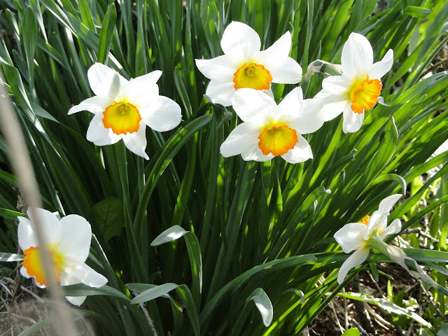 white daffodils flowering in field