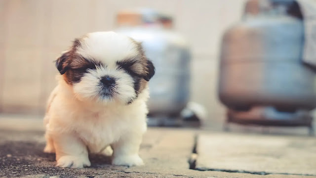 Cute Dog