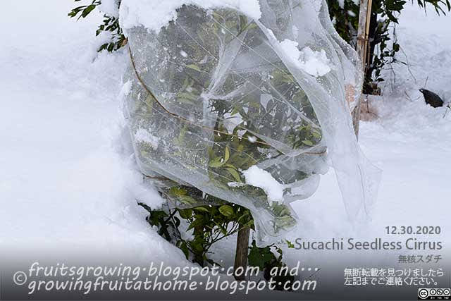 無核スダチの防寒対策と降雪