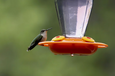 mid-May: female ruby-throated hummingbird