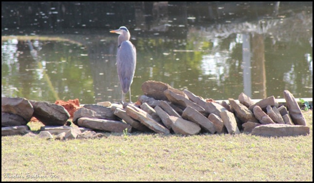 Heron1