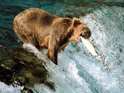 bears normal resolution hd desktop background wallpaper 7