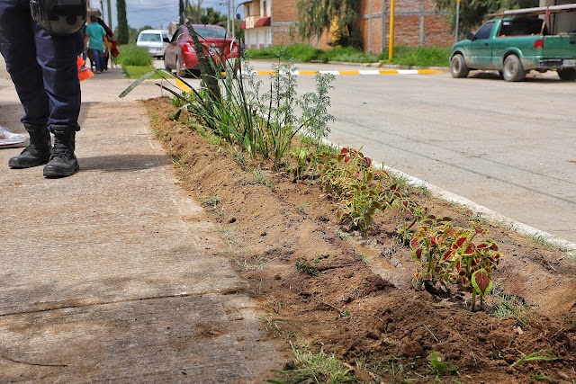REFORESTACIÓN PARA PROMOVER ESPACIOS SEGUROS Y SUSTENTABLES EN JESÚS MARÍA. 