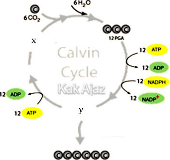 Bagan siklus Calvin, reaksi gelap fotosintesis, gambar soal Biologi SMA UN 2018