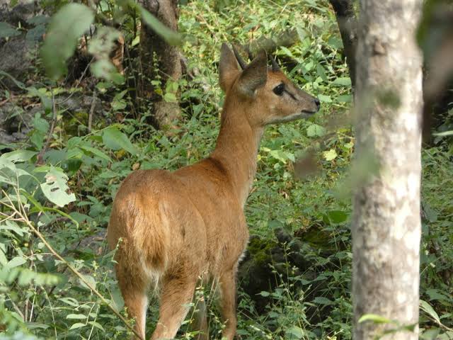 Brightside.com.ng "Four horned Antelope" by "Flickr" is licensed under CC by nc-nd 2.0