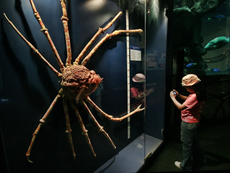 Japanese Spider Crab Lifespan