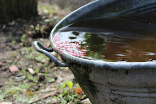 Rainwater in a bucket