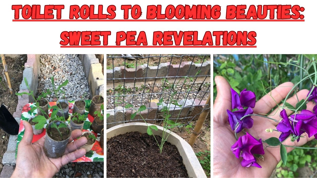 Embark on a journey into the enchanting realm of gardening as you watch our newest instructional video! Acquire the knowledge of planting sweet pea seedlings that have been cultivated in eco-friendly toilet paper rolls