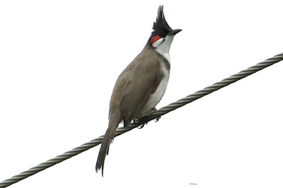 Red-whiskered Bulbul