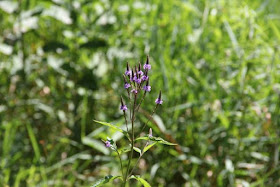 Blue Vervain blooming