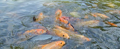 cara budidaya ikan mas di kolam terpal pdf,pemijahan ikan nila di kolam terpal,hias,cupang,molly,