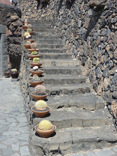 Jardín de Cactus I