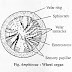 एम्फिऑक्सस का श्वसन तंत्र पर टिप्पणी | Comment on the respiratory system of Amphioxus in Hindi