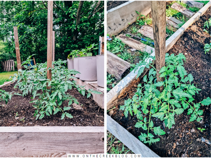 plant food cheat sheet -- The plant food essentials I use to grow strong plants. | on the creek blog // www.onthecreekblog.com