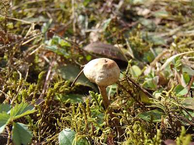 Tulostoma brumale berłóweczka zimowa