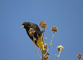 South American birds - Image of Black siskin - Spinus atratus