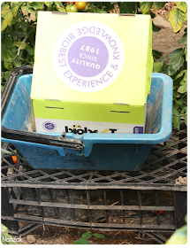 pollinisation par les bourdons  de la ferme de Servigny