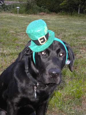 Close up of Dagan wearing a small leprechaun hat and looking disgusted