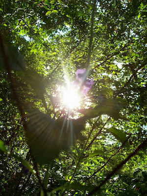 sun rays shining through green leaves