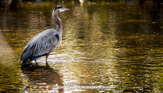 Great Blue Heron in the wild, photographed by Chris Gardiner wildlife photographer in Kelowna, BC.