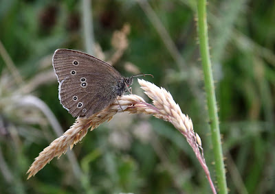 ringlet on grass sp, fordon chalk bank, east yorkshire