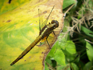 Dragonfly