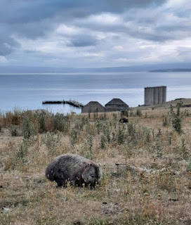 wombat eating grass with cement silos in background overlooking a bay
