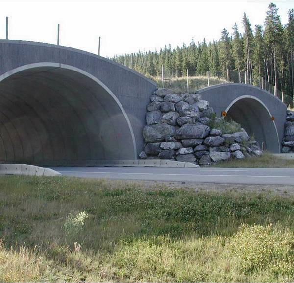 Amazing Bridges For Wild Life