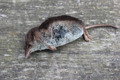 Gewone Bosspitsmuis - Boskpipermûs - Sorex araneus