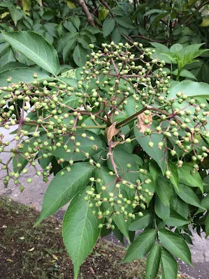Intsusa - Sambucus nigra