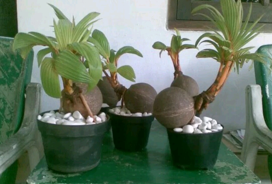  Bonsai merupakan seni mengkerdilkan pohon di dalam pot berukuran kecil yang karenanya meng Bagaiamana Memulai Usaha Bonsai Kelapa? Ketahui 5 Tips Berikut Ini