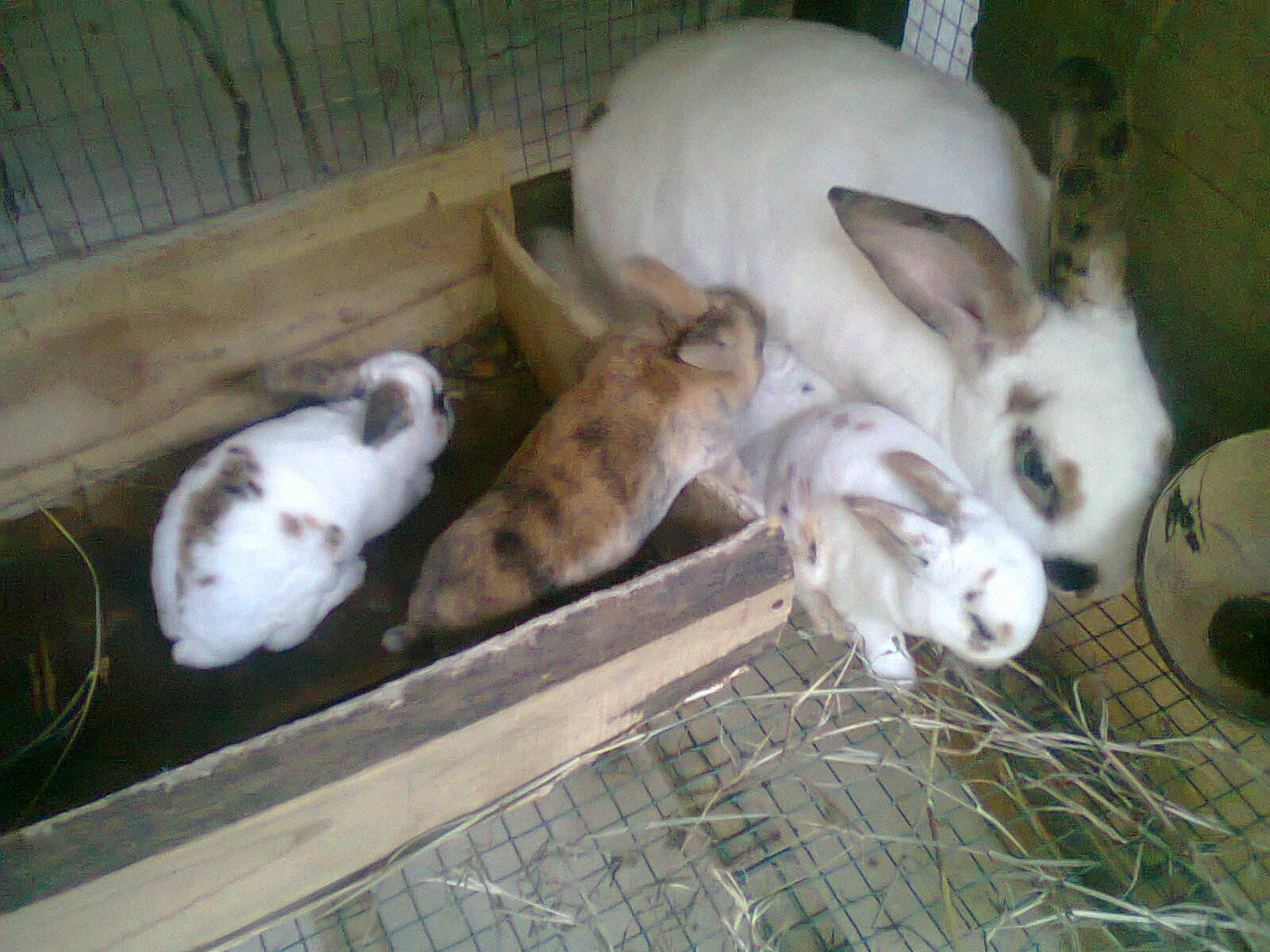 Rabbit lovers farm Lamongan Juli 2012