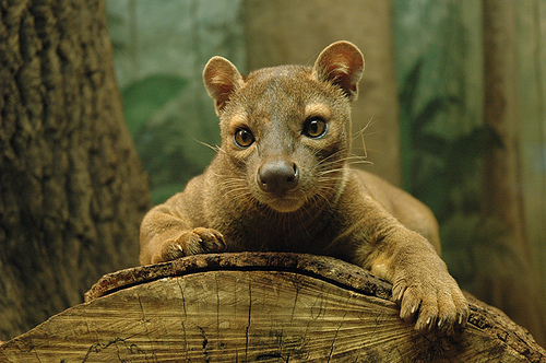 The Fossa is your is your favorite Animal