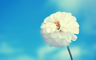 Awesome White Flower Blue HD Love Wallpaper
