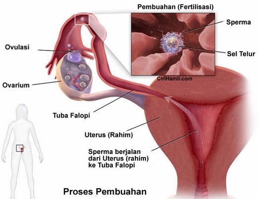 Pengertian dan Macam macam Contoh  Proses Fertilisasi  