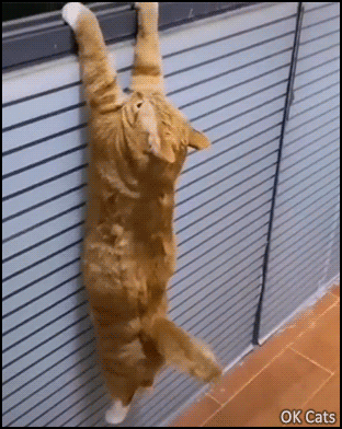 Amazing Cat GIF • Amazing ginger cat easily doing pull-ups. Come on, you're stronger than humans [ok-cats.com]