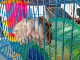 Funny animals of the week - 21 February 2014 (40 pics), hamster sleeps in uncomfortable place