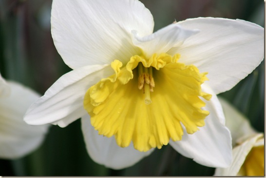 Daffodil8_2010