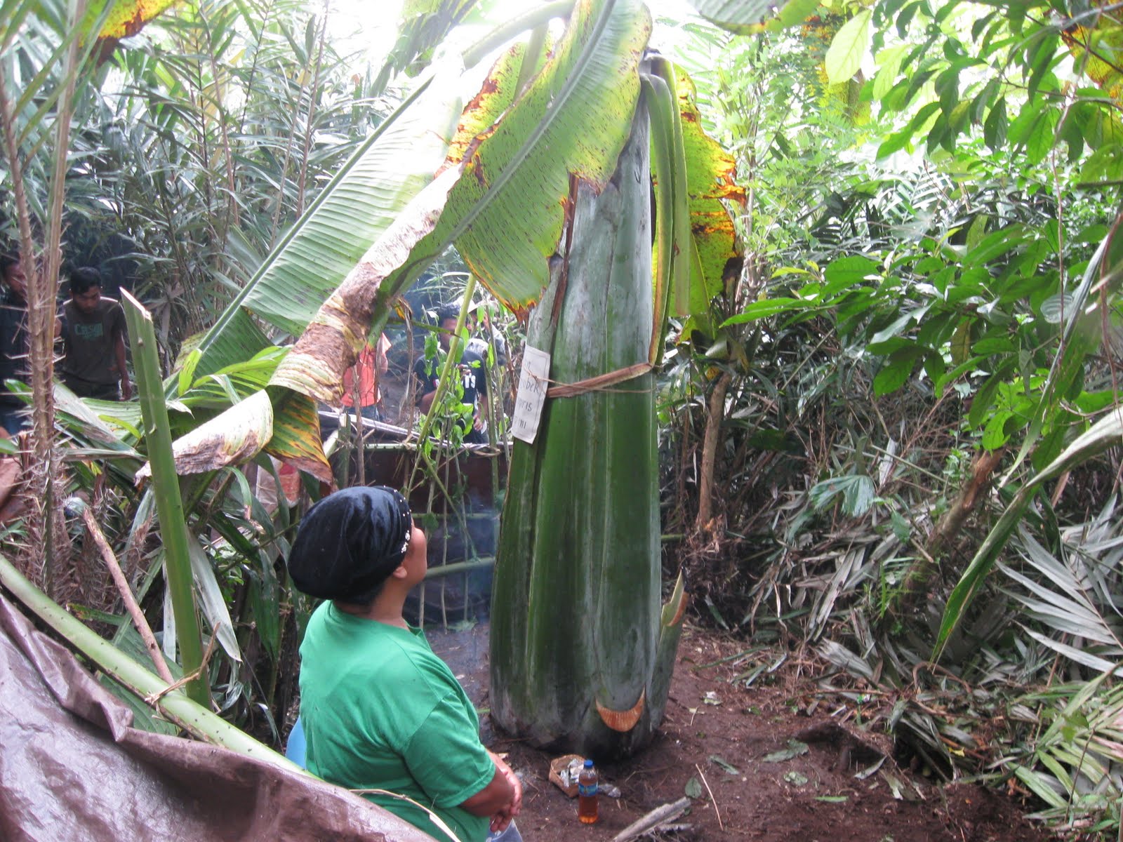 Foto Pisang Aneh Gemparkan Warga 2013 ~ Kumpulan Gambar 