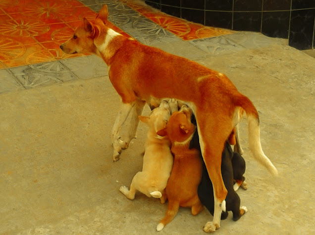 when a dog is mother